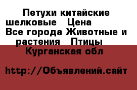 Петухи китайские шелковые › Цена ­ 1 000 - Все города Животные и растения » Птицы   . Курганская обл.